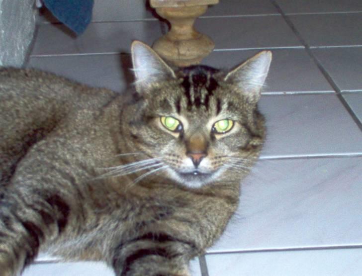 Huskat osval billede 4