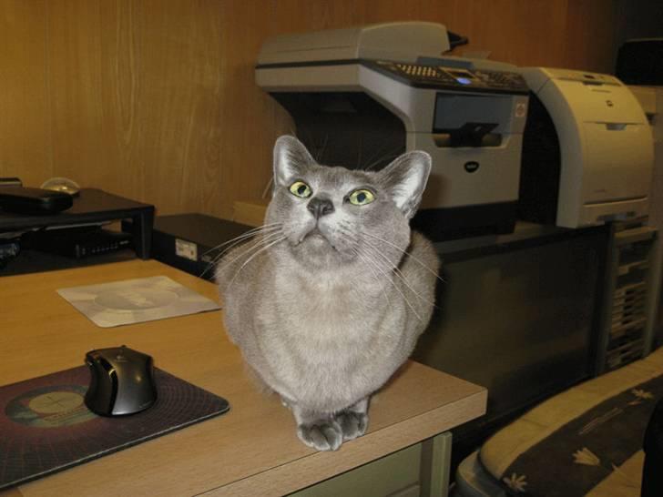 Burmeser Misti - Misti på skrivebordet i 2008 billede 8