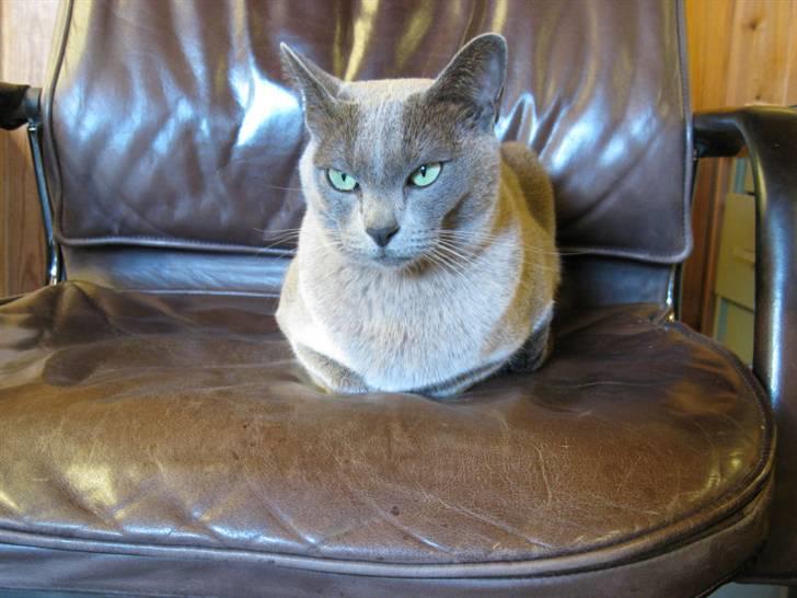 Burmeser Misti - Misti på fars kontorstol 2007 billede 9