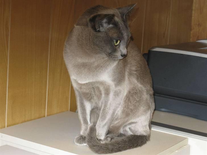 Burmeser Misti - Misti 2008 billede 10