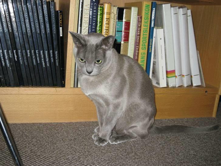 Burmeser Misti - Misti ved reolen 2008 billede 11