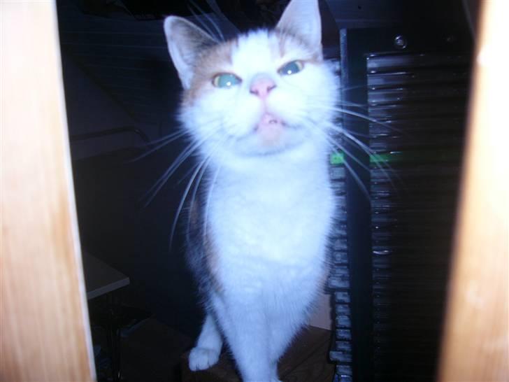 Huskat perle. billede 10