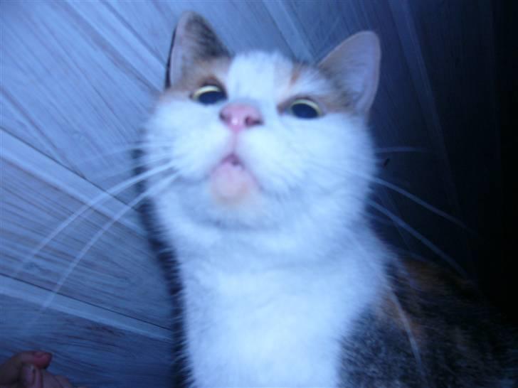 Huskat perle. billede 11