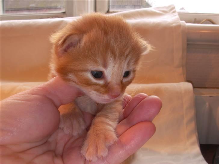 Norsk Skovkat Askaril (tjui) billede 11