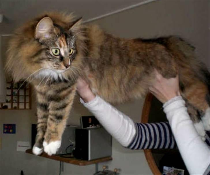 Norsk Skovkat Askaril (tjui) - Askarils mor Dronning Dorothea billede 12