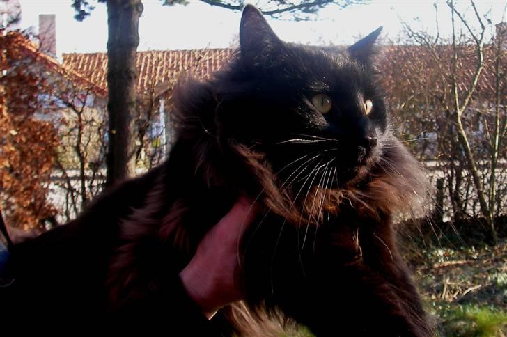 Norsk Skovkat Askaril (tjui) - Askarils far, Pimbo billede 13