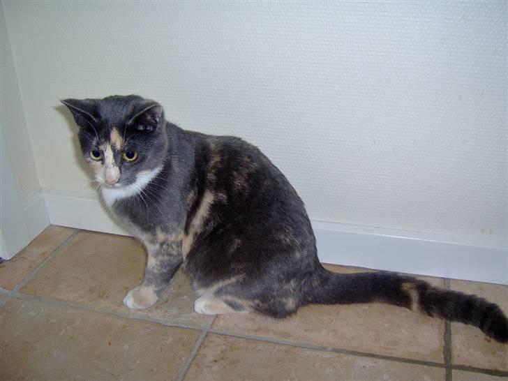 Huskat cocio( nye billeder) - smukke mig  <3 billede 8