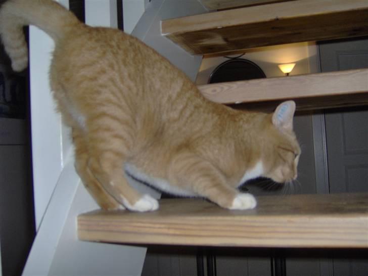 Huskat alfi <3 (nye billeder) - alfi leger ;) billede 6