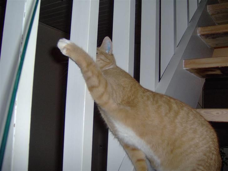 Huskat alfi <3 (nye billeder) - alfi leger med grøn pisk :) billede 7