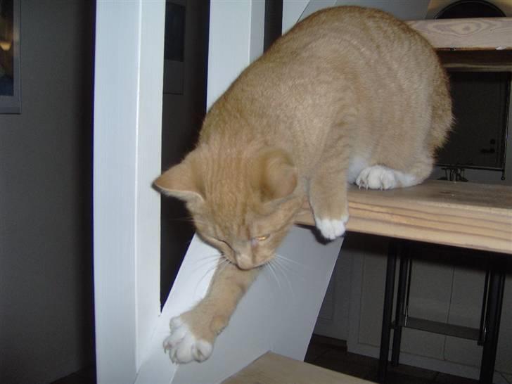 Huskat alfi <3 (nye billeder) - samme som 7 billede 8