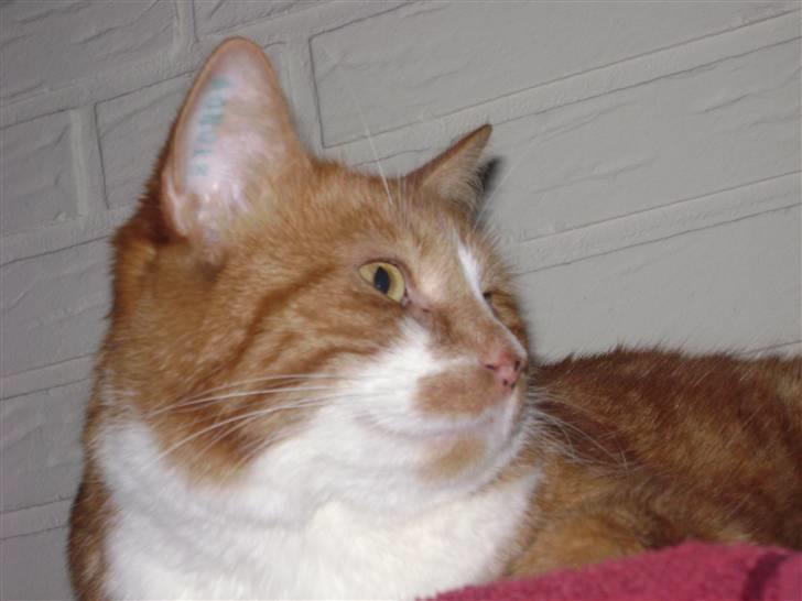 Huskat gismo   billede 12