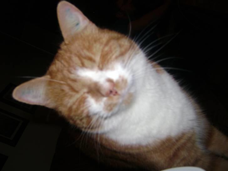 Huskat gismo   billede 13