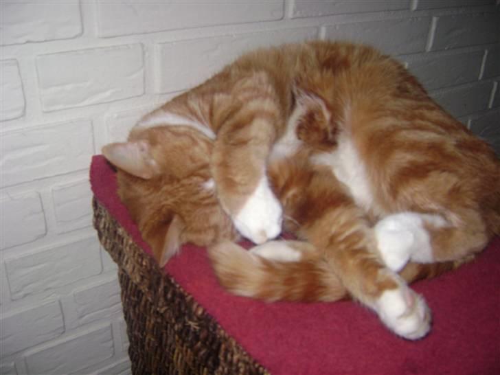 Huskat gismo   billede 14