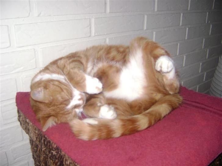 Huskat gismo   billede 15