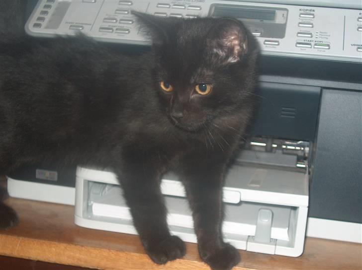 Huskat Shadow  billede 1