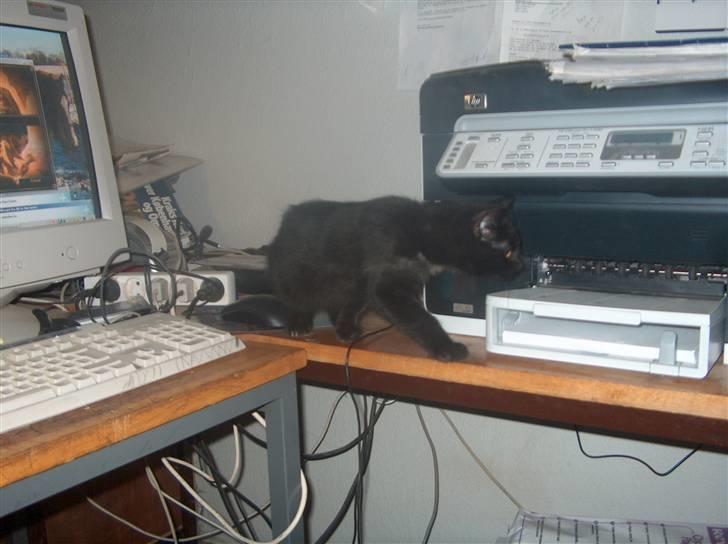 Huskat Shadow  billede 2