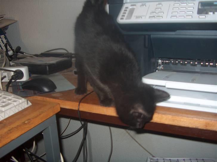 Huskat Shadow  billede 3