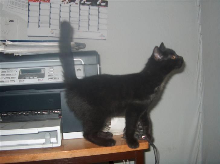 Huskat Shadow  billede 4