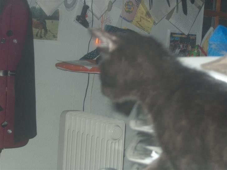 Huskat Shadow  billede 5