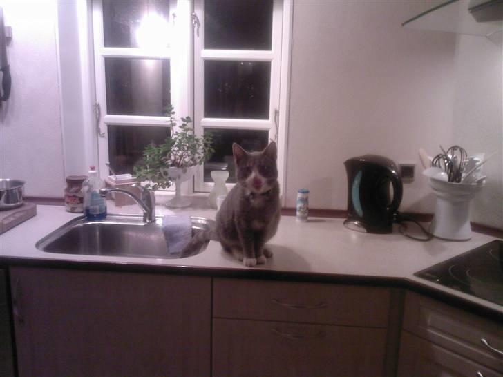 Huskat compani (SOLGT) - muns der var rester i vasken.. billede 6