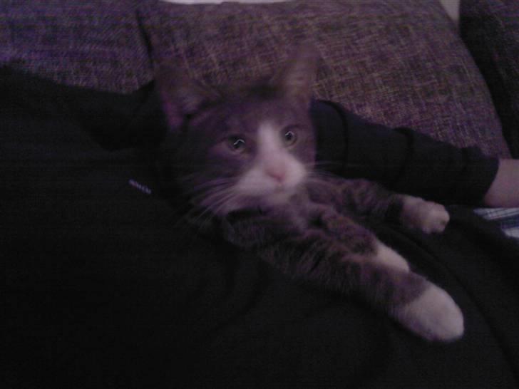 Huskat compani (SOLGT) - flyder. billede 7