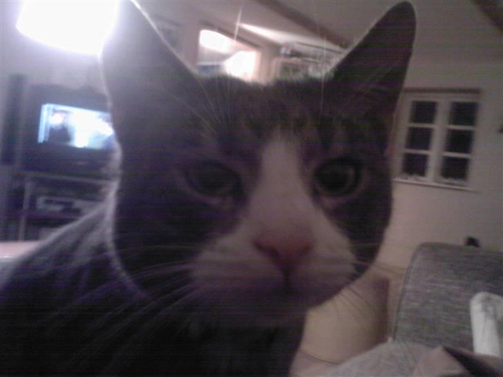 Huskat compani (SOLGT) - hvad laver du mor. billede 8