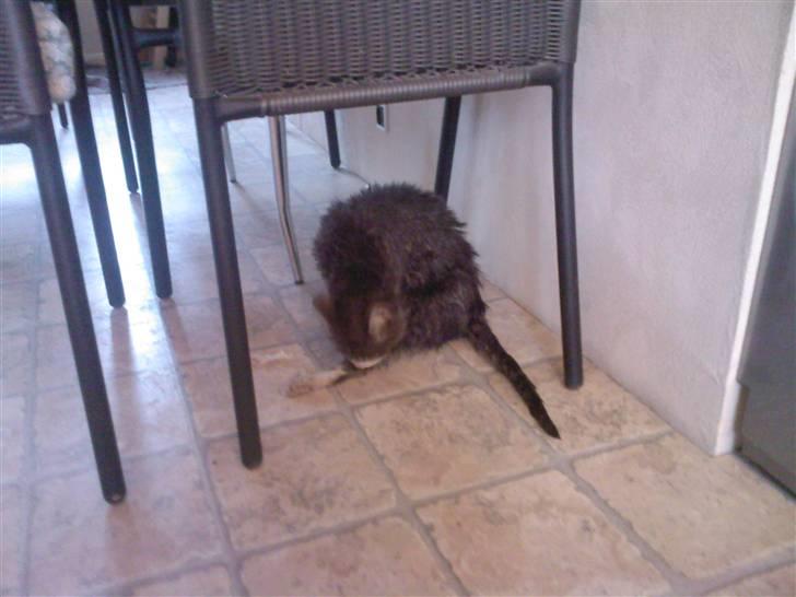 Huskat compani (SOLGT) - vi har været i bad.. føj så blev man ren billede 9