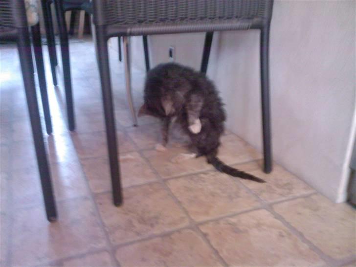 Huskat compani (SOLGT) - også på maven jeg får travlt.. billede 10