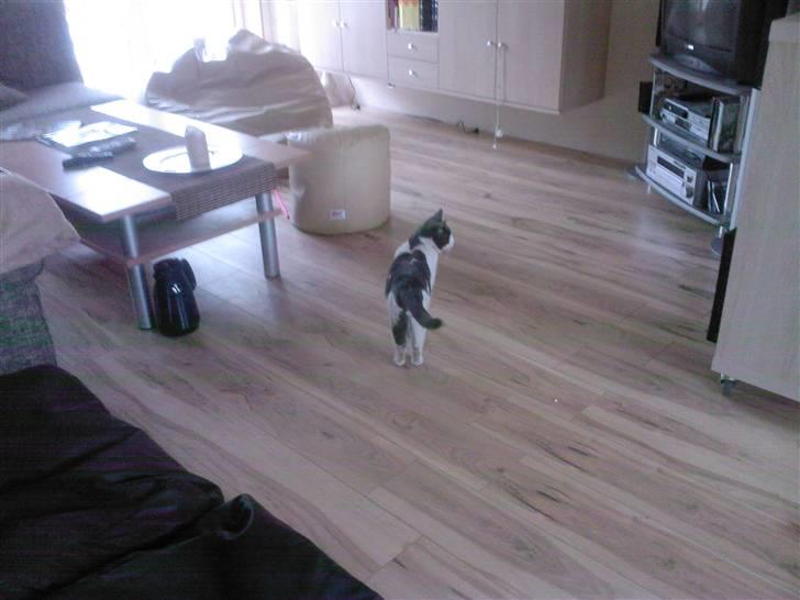 Huskat Bertram billede 11