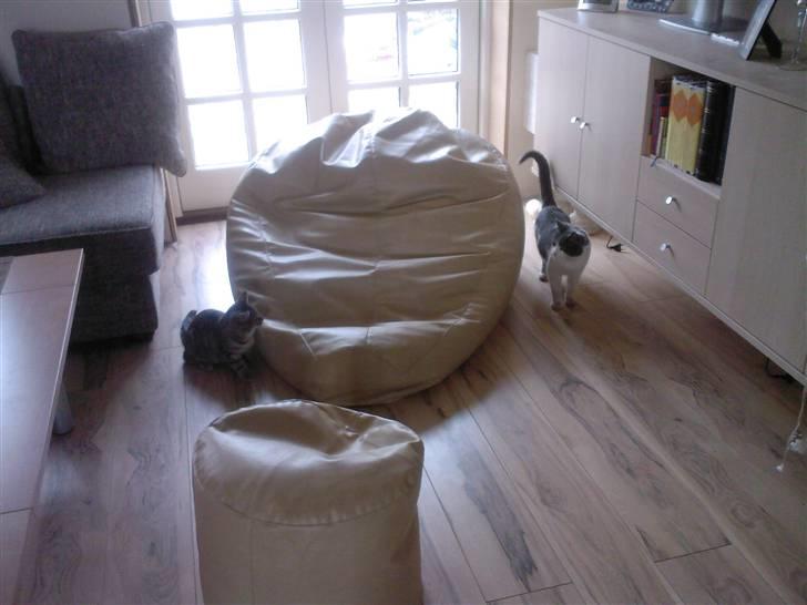 Huskat Bertram billede 12