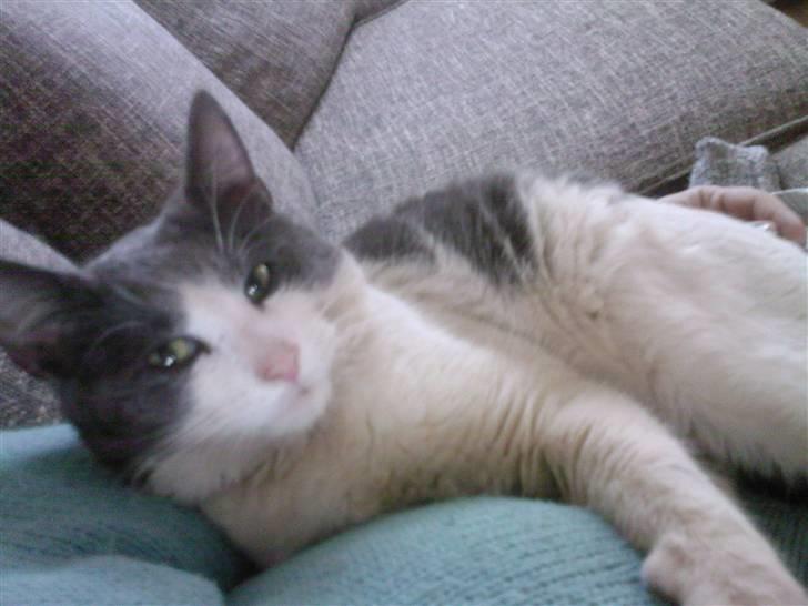 Huskat Bertram billede 13