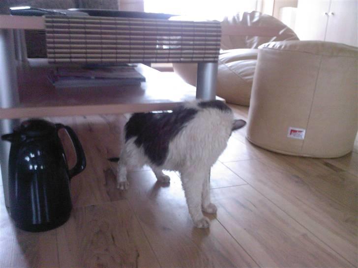 Huskat Bertram billede 14