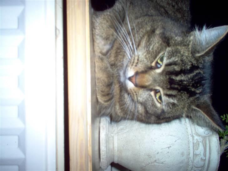 Huskat osval billede 8