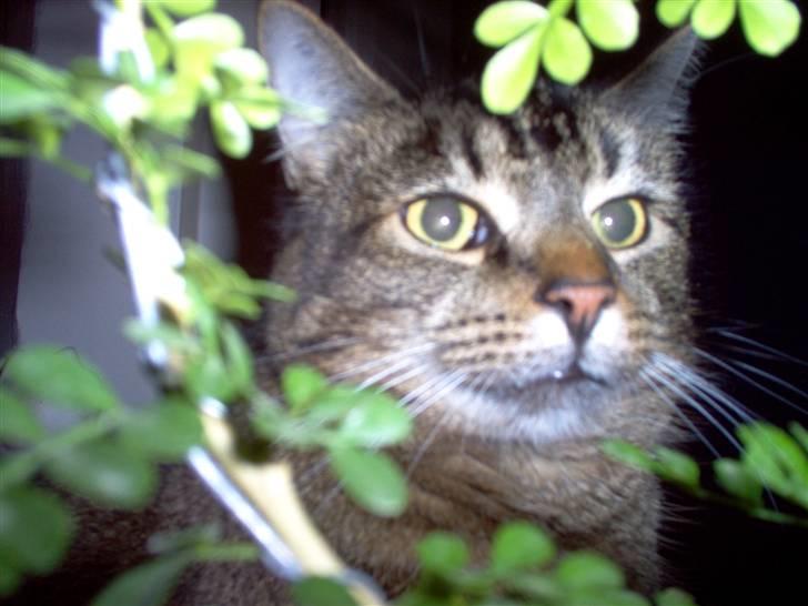 Huskat osval billede 10