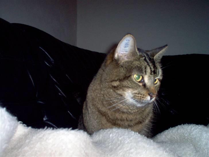 Huskat osval billede 11