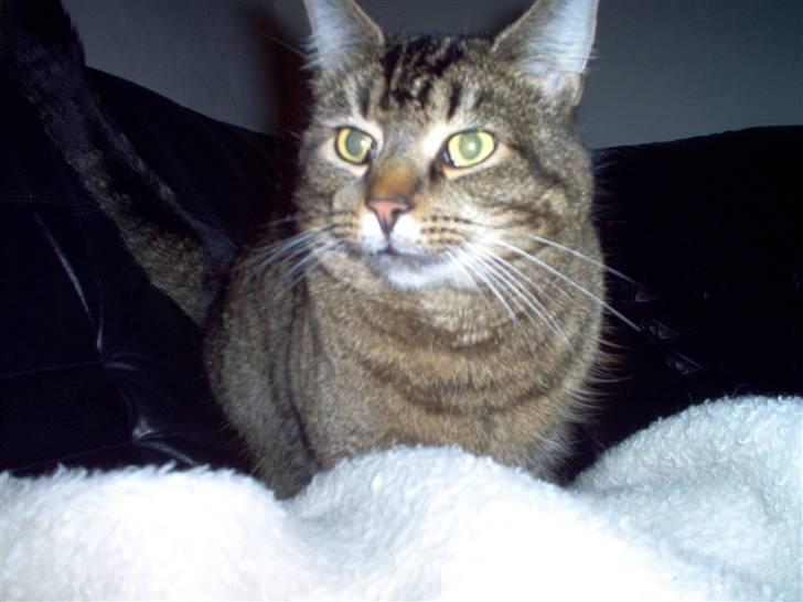Huskat osval billede 12