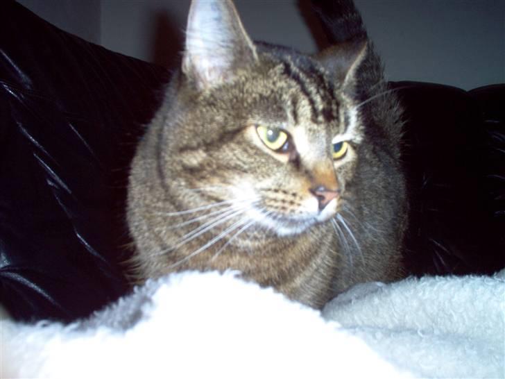 Huskat osval billede 13