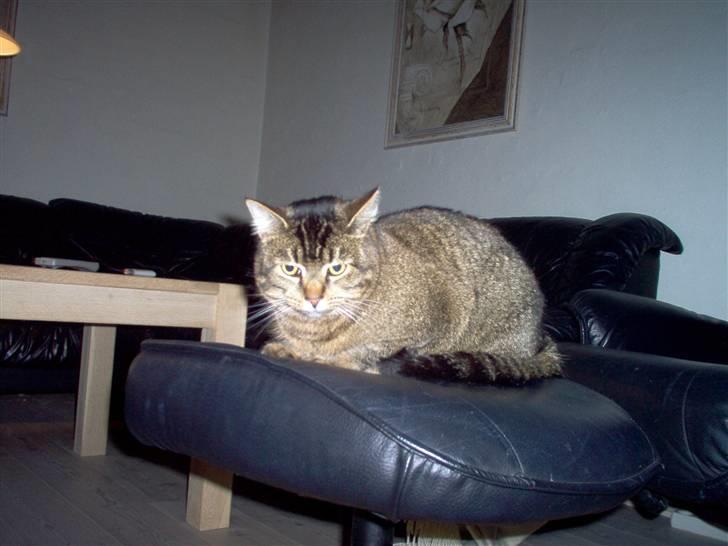 Huskat osval billede 14