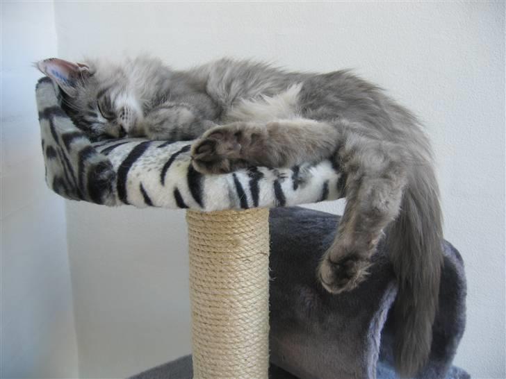 Maine Coon Mussolini billede 1