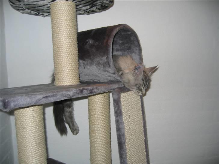Maine Coon Mussolini - Øv hvor vokser jeg hurtigt... billede 2
