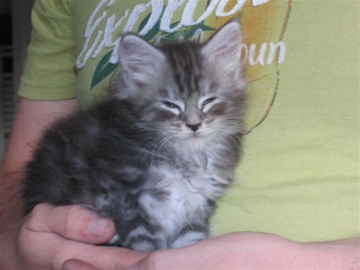 Maine Coon Mussolini - Her min besøger mine nye forældre mig for første gang. Jeg er 1½ mdr gammel. billede 3