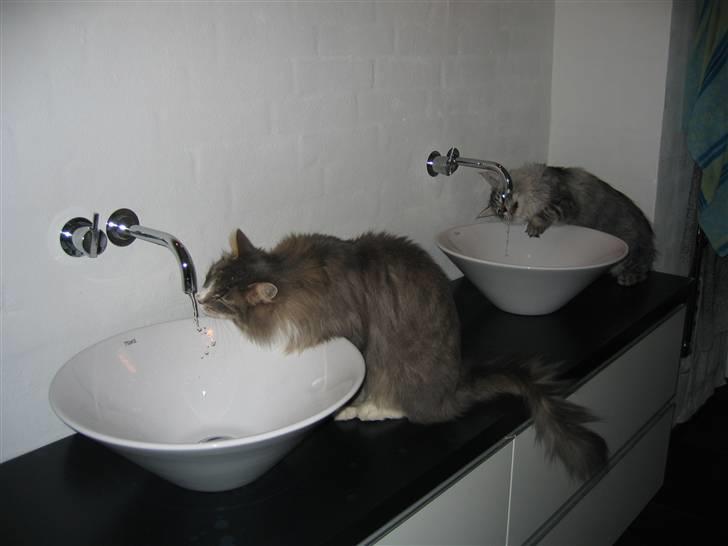 Maine Coon Mussolini - Her drikker min bror og jeg vand. billede 4