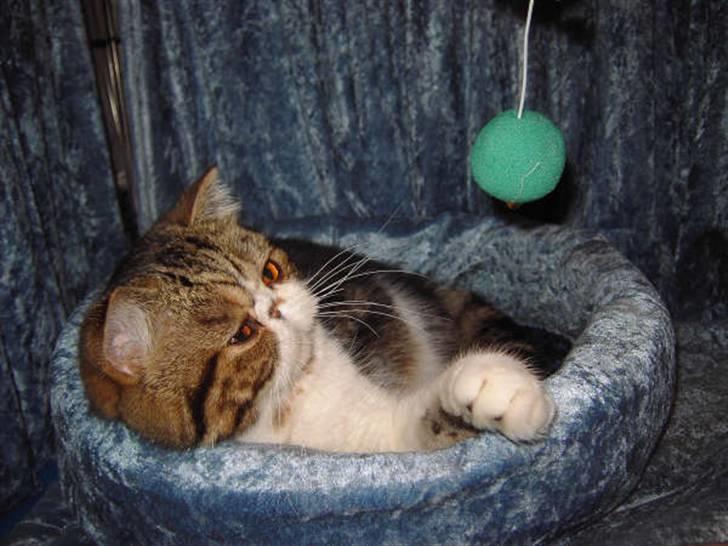 Exotic G.I.C. Tango - Tak til Susan, den der boldeting er bare genial billede 2