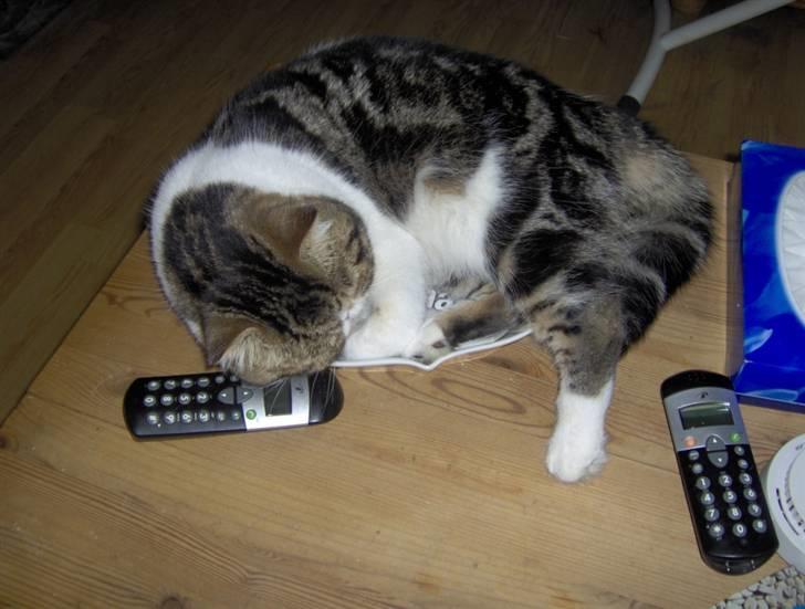 Exotic G.I.C. Tango - tager lige en formiddagslur billede 3