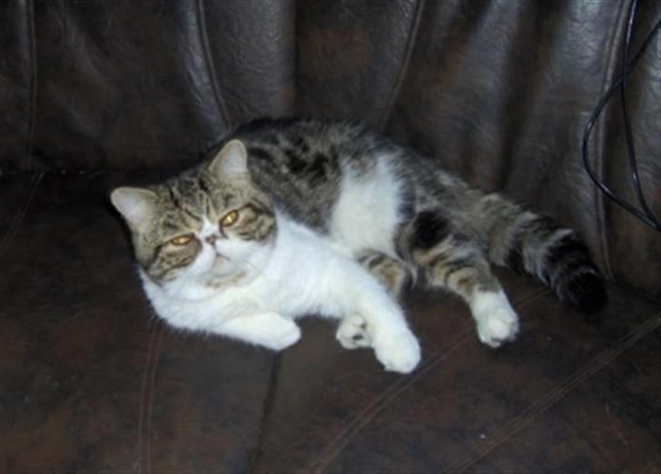 Exotic G.I.C. Tango - jeg sov altså billede 4