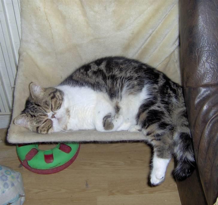 Exotic G.I.C. Tango - magelighed er nu en god ting billede 5