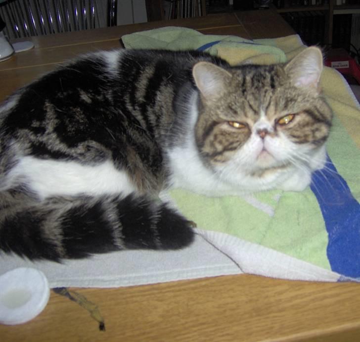 Exotic G.I.C. Tango - gøres i stand..... jeg er ski da smuk som jeg er billede 6