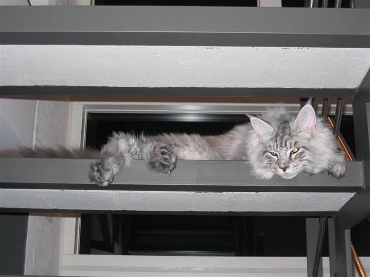 Maine Coon Mussolini billede 5