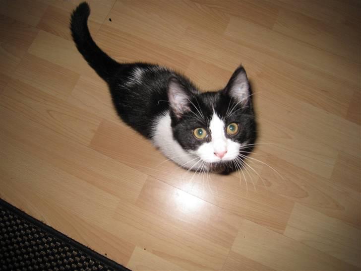 Huskat Mille - er en lille fotomodel.... billede 8