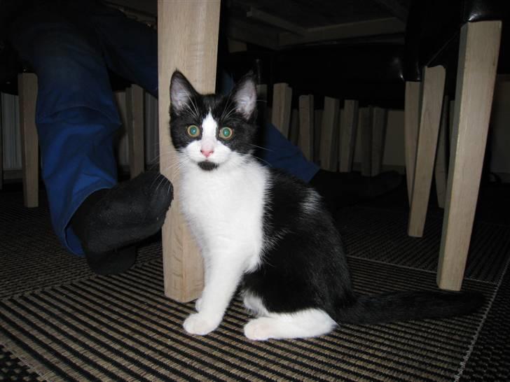 Huskat Mille - jeg er en smuk lille tøs billede 9